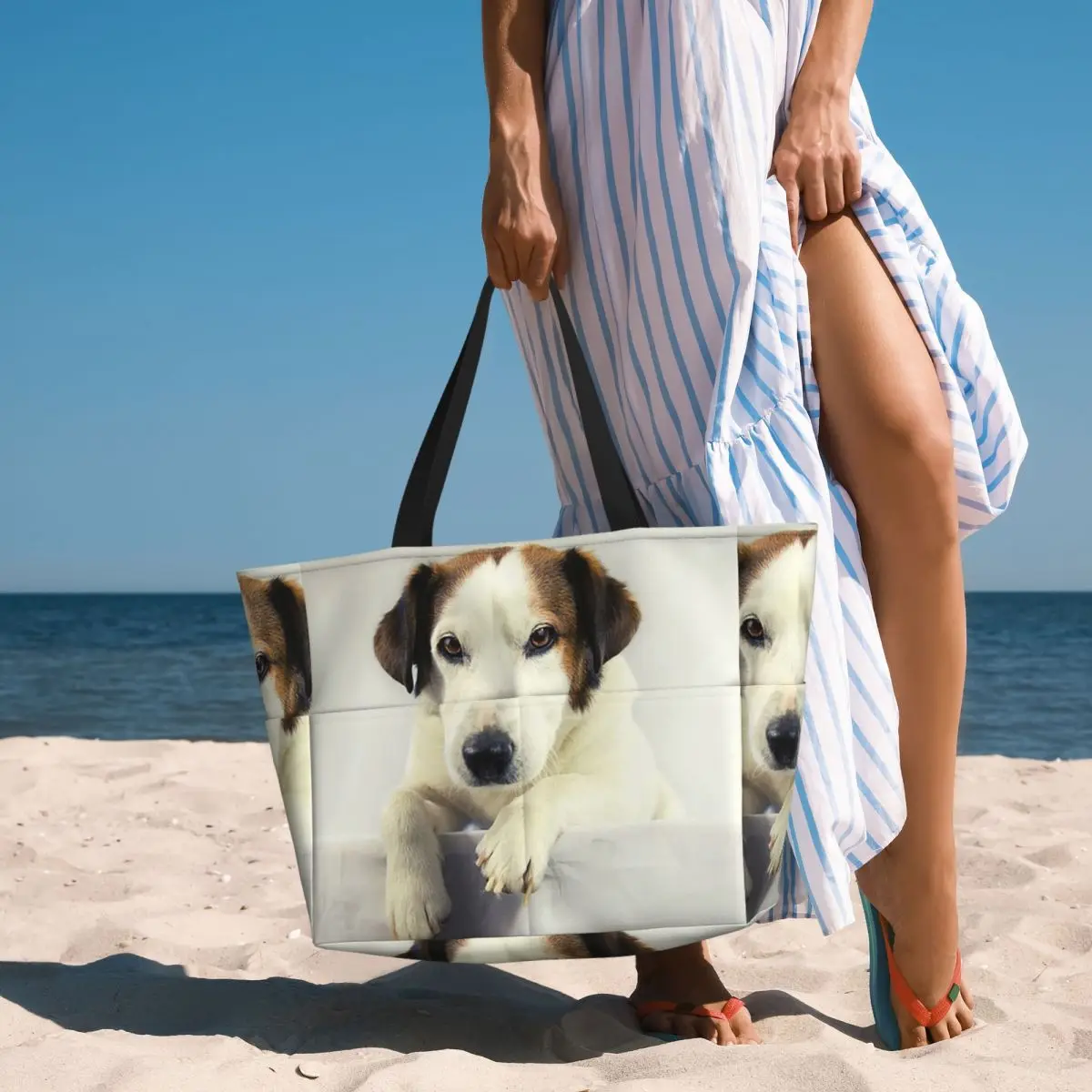 Dog Jack Russell Terrier Photo - Yoga Fitness Gym Photos review and price