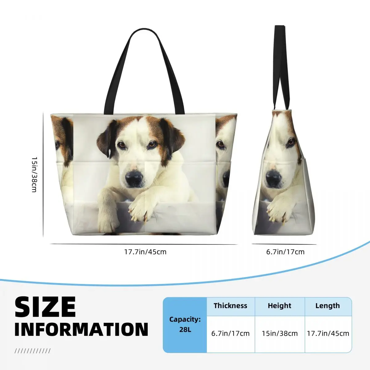 Dog Jack Russell Terrier Photo - Yoga Fitness Gym Photos review and price